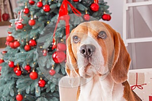 Beautiful beagle dog near New Year tree on Christmas eve