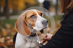 Beautiful beagle dog with the owner in autumn park. Selective focus. AI Generated