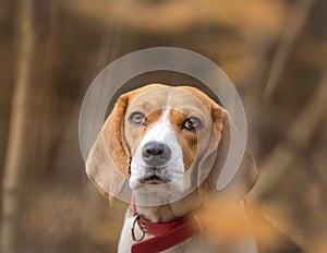 Beautiful Beagle dog portrait in forest