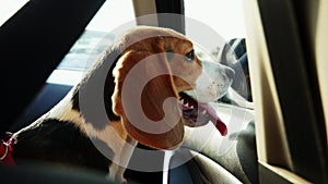 Beautiful beagle dog sitting in the car and looks to the window on a trip