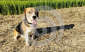 Beautiful beagle dog sitting down and tongue sticking out