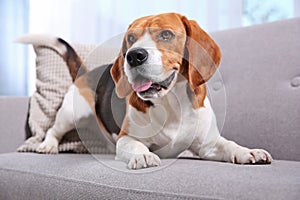 Beautiful beagle dog on sofa indoors.