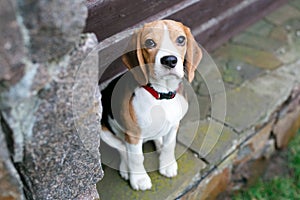 Beautiful beagle dogs