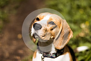 Beautiful beagle hunting dog with background with space for something