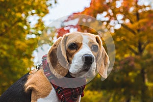 Beautiful beagle hunting dog with background with space for something