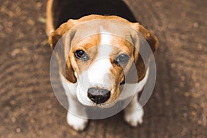 Beautiful beagle hunting dog with background with space for something