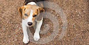 Beautiful beagle hunting dog on the ground background with space for something