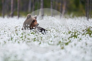 Beautiful bear among the cotton grass