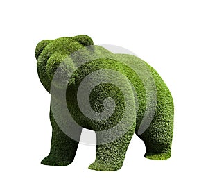 Beautiful bear shaped topiary isolated. Landscape gardening