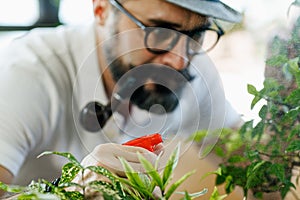 A beautiful beard man wearing hat and eyeglasses and smoke with pipe using a sprayer to watering the small plant in home indoor