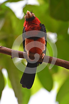 Beautiful Bearded Barbet Bird in a Tree Perch