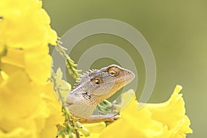 Beautiful bearded dragon lizard in between yellow flowers