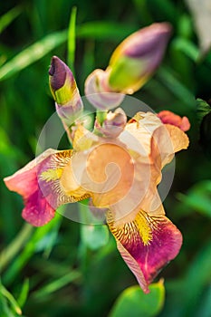 Beautiful bearded iris