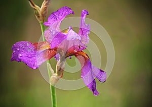 Beautiful bearded iris flower