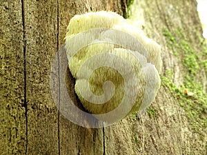 Fine example of a Lions Mane mushroom. photo