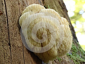 Fine example of a Lions Mane mushroom. photo