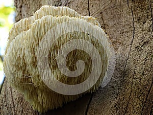 Fine example of a Lions Mane mushroom. photo