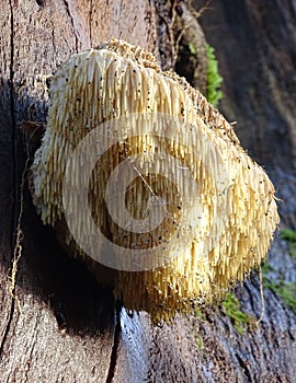 Fine example of a Lions Mane mushroom. photo