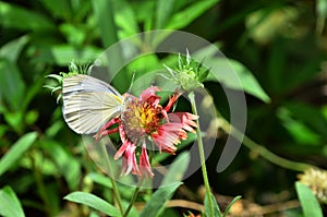 Beautiful Beauterfly On Thy Flower