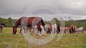 Beautiful beautiful horses grazing in the meadow. Horse farm