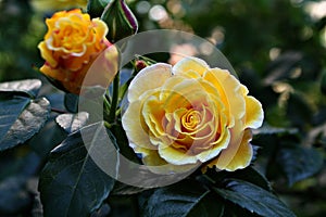 Beautiful beauty bloom bouquet color creen dream flora flowers garden