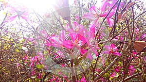 Beautiful, beauty, garden, bloom, background, blossom, plant, nature, flower, orchid tree, hawaiian orchid tree, butterfly tree, c