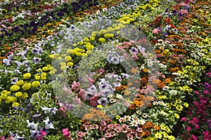 Beautiful Bed of Flowers