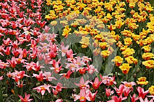 Beautiful bed of tulips