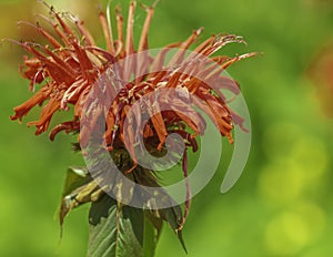 Beautiful Bee Balm In The Garden