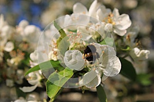 A beautiful bee on a cherryblossom in the sun