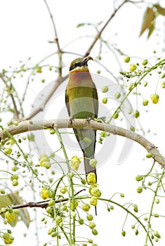 Beautiful bee eater on a beautiful yellow flower tree
