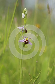 The beautiful bee orchid a master in insect mimicry