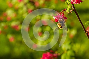 Beautiful Bee with wings pollinates pink flowers. Blurred background. Flying honey bee collecting bee pollen from pink blossom