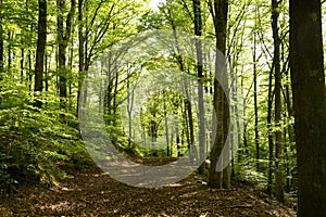 Beautiful beech forest in the Apennine mountains near Arezzo. Italy