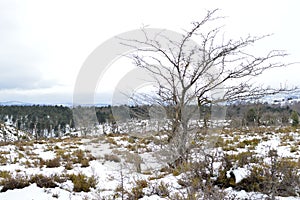 Beautiful Beech Forest Completely Snowy On The Road To The Jump Of The River Snowed Nervion. Nature Landscapes Snow