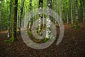 Beautiful beech forest on tuscany mountains, spring season. Italy