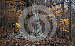 Beautiful Beech in the Montseny Natural Park