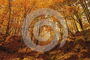 Beautiful Beech Tree Forest in Fall