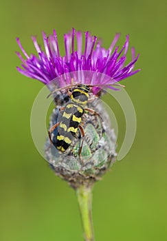 Beautiful Beetle Plagionotus floralis in Czech Republic photo