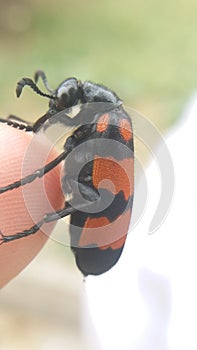 Nicrophorus marginatus.  black and orange back  beetle on my finger photo