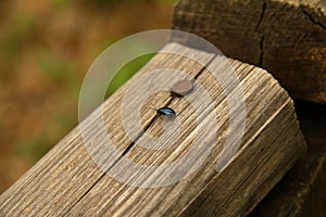 Beautiful beetle on a wooden board