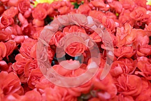 Beautiful begonia flowers blooming in the garden, soft floral pattern for background