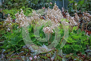 Beautiful begonia rhizomatous flower