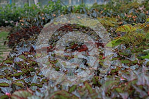 Beautiful begonia rhizomatous flower photo