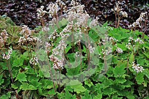 Beautiful begonia rhizomatous flower photo