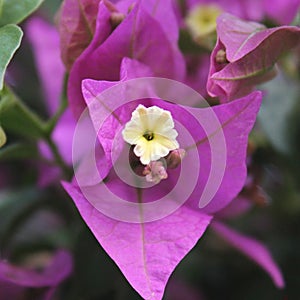 beautiful begonias