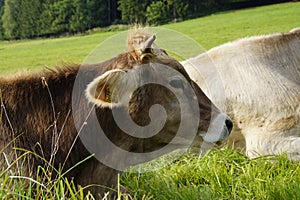 a beautiful beige cow resting on the green pasture in Birkach village (Germany) photo