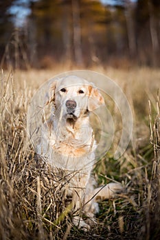 Beautiful beige dog breed golden retriever sitting in the withered rye field in autumn