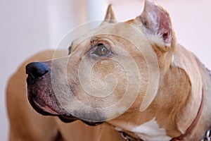 Beautiful beige mature American PitBull terrier, old school ear cut. Close up portrait of serious wise aged dog-male.