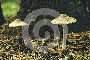 Beautiful beige oadstool, mushroom close up. Narcotic mushrooms